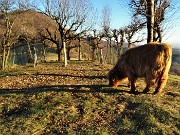 In CANTO ALTO da Cler di Sedrina - Prati Parini il 15 mgennaio 2022 - FOTOGALLERY